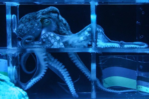 Kraken адрес