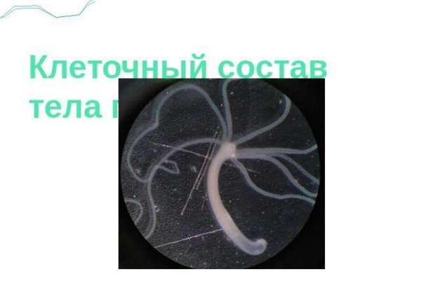 Kraken url
