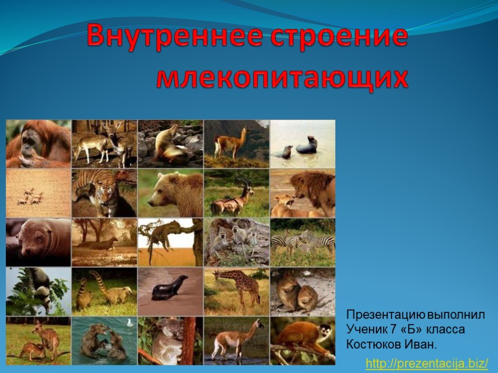 Кракен даркнет krawebes
